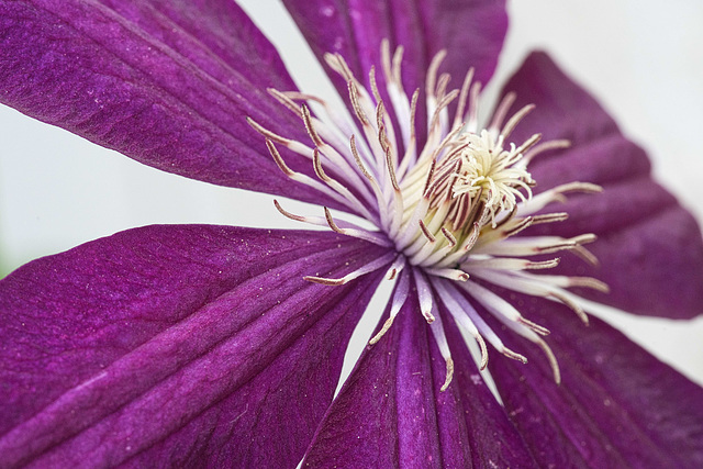 clematis