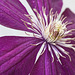 clematis