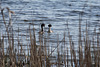 Haubentaucher auf dem Tegeler See