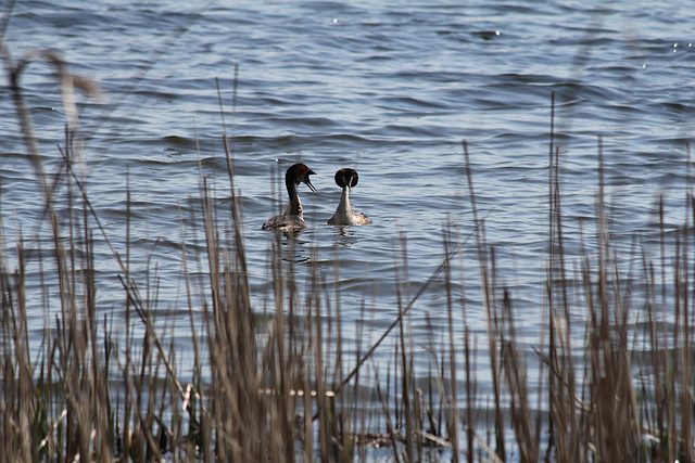 Haubentaucher auf dem Tegeler See