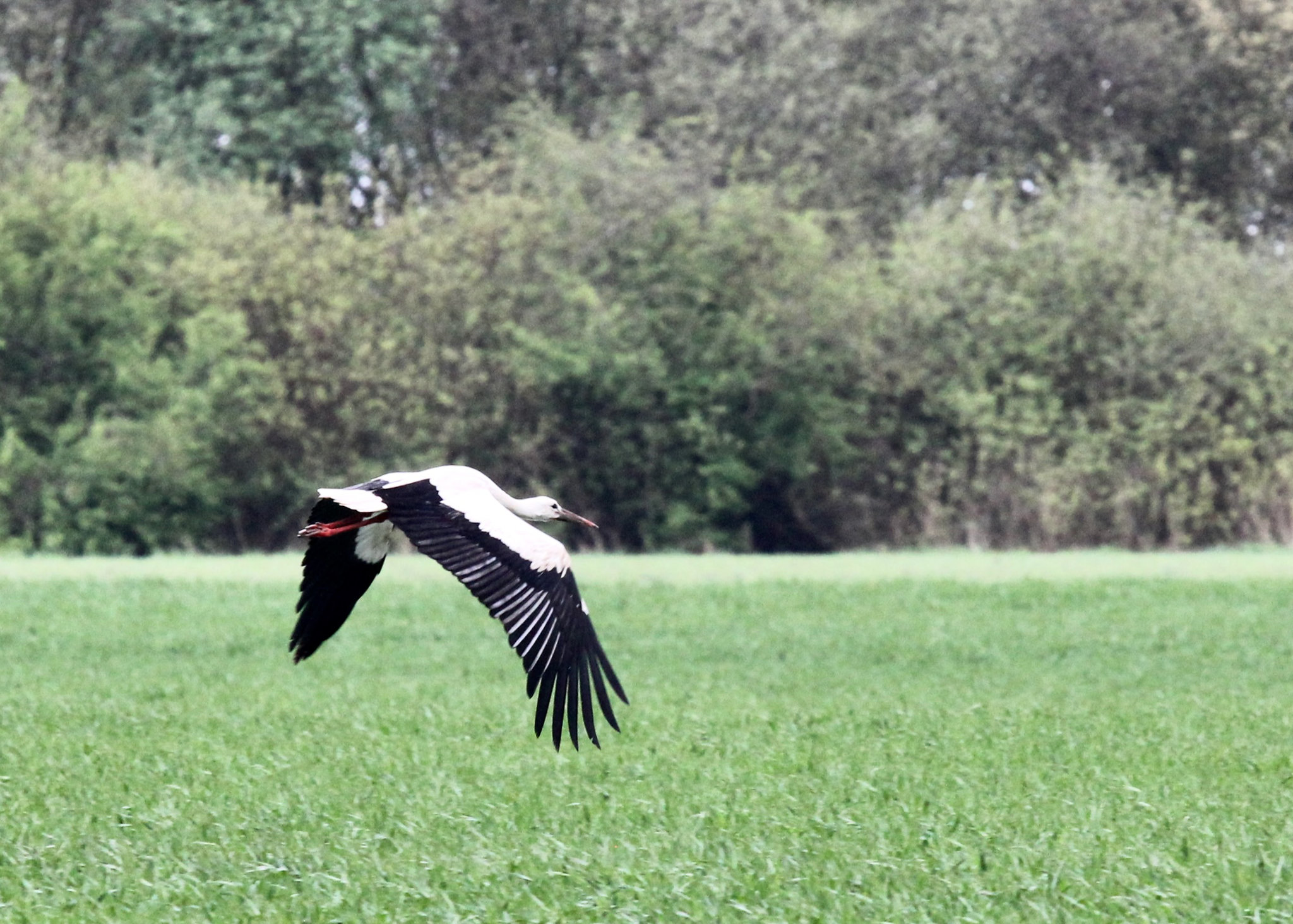 Storchenflug