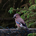 Jay