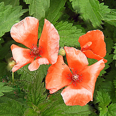 Papaver--stinging nettle