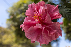 Blüte