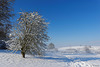 Winter im Zürcher Unterland (© Buelipix)