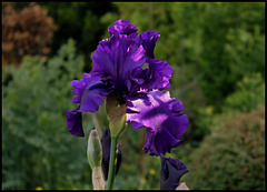 Iris Dusky Challenger (1)