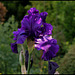 Iris Dusky Challenger (1)