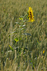 tournesol