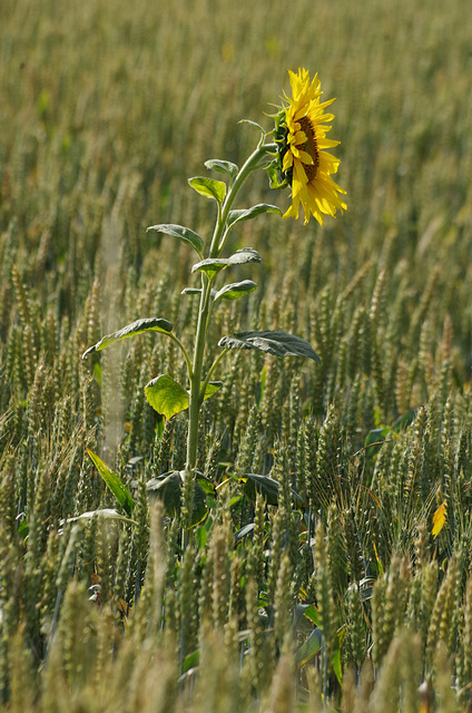 tournesol