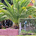 Fence and Tree Ferns.