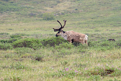 Caribou