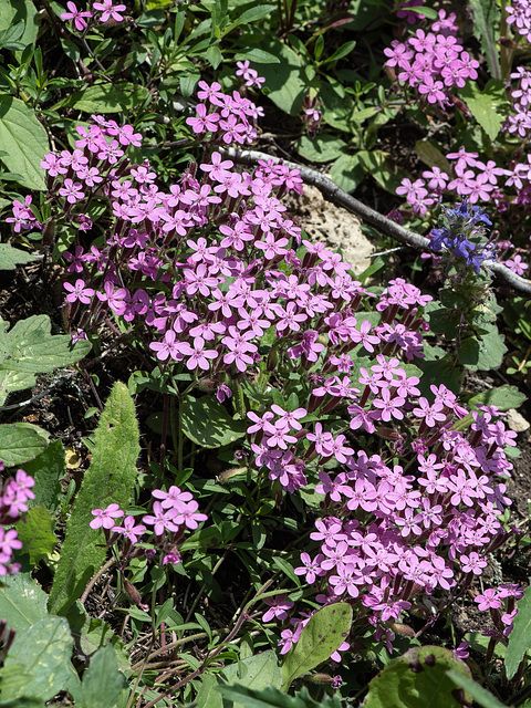 Saponaria ocymoides, Rotes Seifenkraut - 2015-06-12--D4 DSC2518