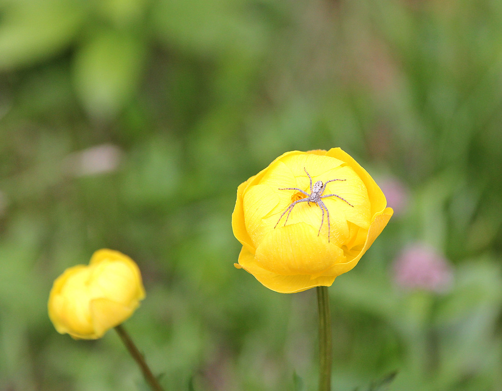 Trollblume mit Spinne