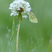 Green-veined White  ~ Klein geaderd witje (Pieris napi) on a Dandelion dot...