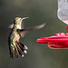 Hummingbird take off