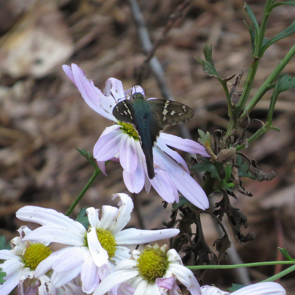 Long-tailed skipper