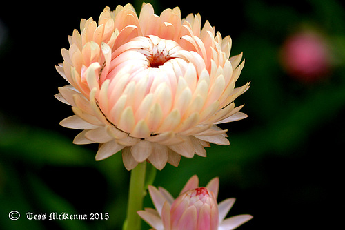 Straw Flower 001 copy