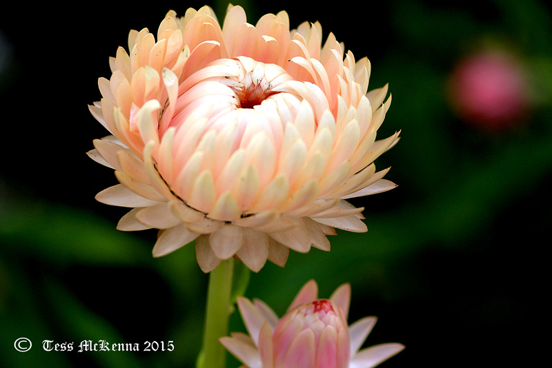 Straw Flower 001 copy