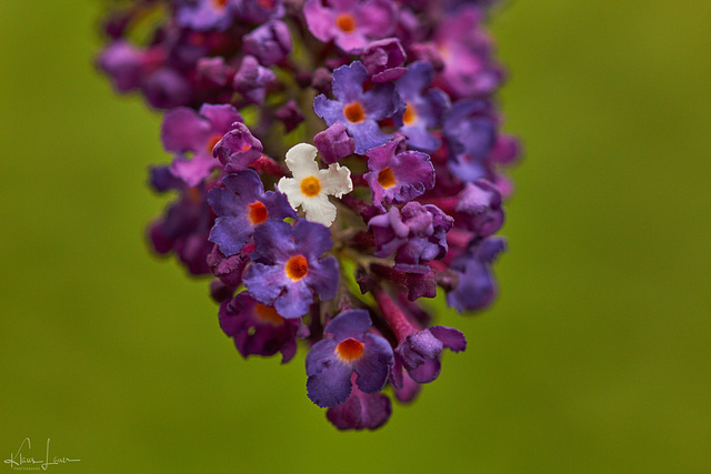 Fliederblüte