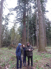 The giants
