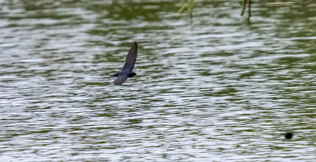 Swallow