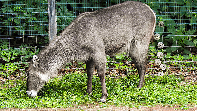 20210709 1440CPw [D~OS] Ellipsenwasserbock, Zoo Osnabrück