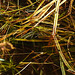 20210927 2925CPw [D~LIP] Herbst, UWZ, Bad Salzuflen