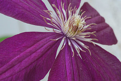 clematis 2