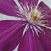 clematis 2