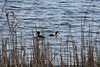 Haubentaucher auf dem Tegeler See