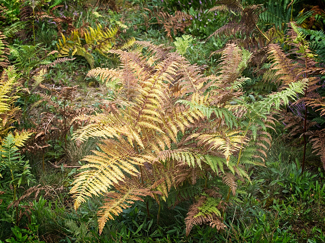 Dying Bracken