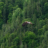 Bird of prey in flight