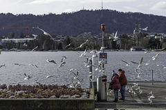 das 'massvolle' Füttern von Möwen ist in Zürich noch erlaubt (© Buelipix)