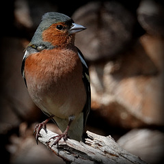 Pinson des arbres - Eurasien Chaffinch (Fringilla coelebs)