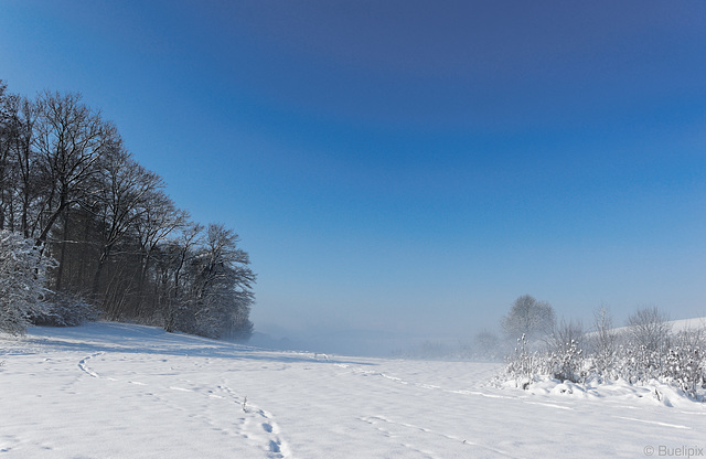 Winter im Zürcher Unterland (© Buelipix)