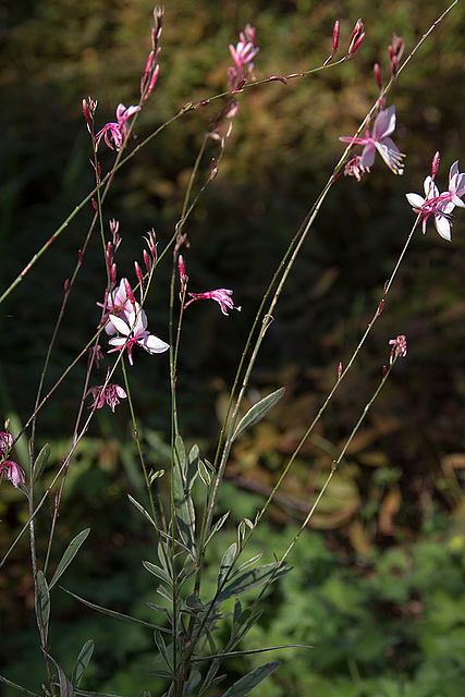 20140801 4458VRAw [D~E] Gruga-Park, Essen