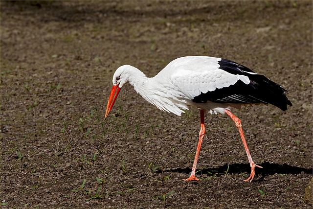 Cigogne blanche