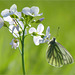 Green-veined White  ~ Klein geaderd witje (Pieris napi) in backlight on a Cuckoo-flower...