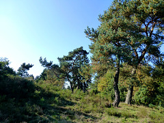 DE - Volkesfeld - Heidehimmel trail