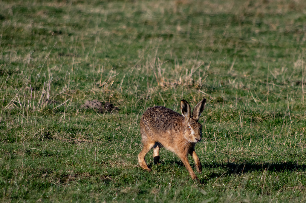 Brown Hare