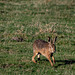 Brown Hare