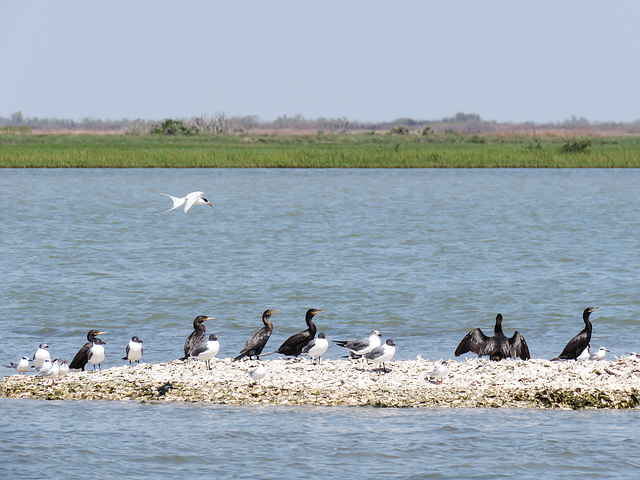 Day 3, Forster's Tern flying over Neotropic/Double-crested Cormorants, Aransas, South Texas