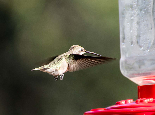 Incoming hummingbird