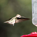 Incoming hummingbird