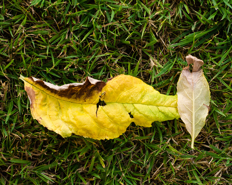 Buddleia Leaves