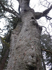 Old Giant