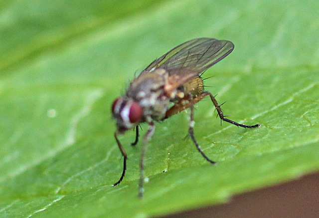 20100514 3349Mw [D~LIP] Fliege 7, Bad Salzuflen