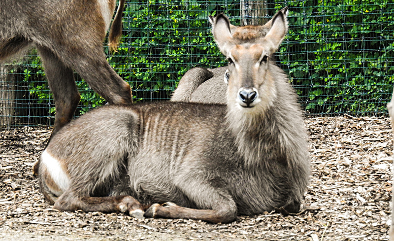 20210709 1441CPw [D~OS] Ellipsenwasserbock, Zoo Osnabrück