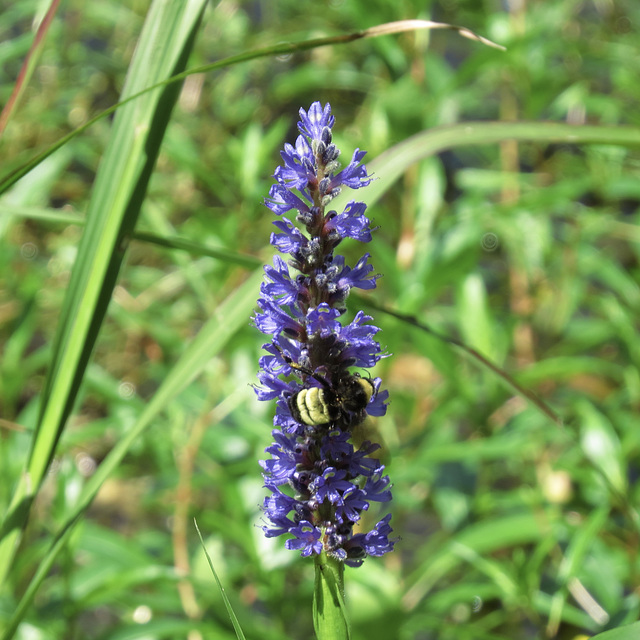 Bumblebee on Pontederia