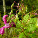 20210927 2930CPw [D~LIP] Drüsiges Springkraut (Impatiens glandulifera), UWZ, Bad Salzuflen
